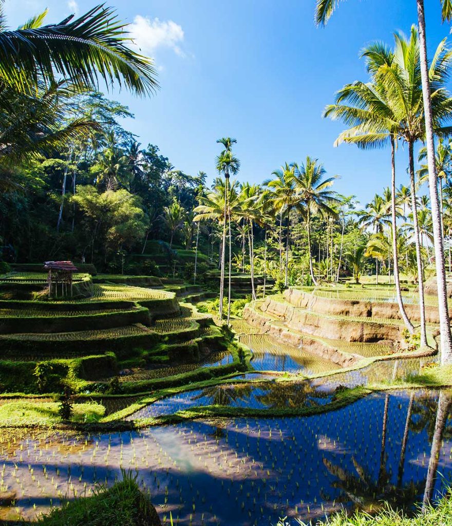 Phinisi 4 rice fields near ubud bali indonesia potrait